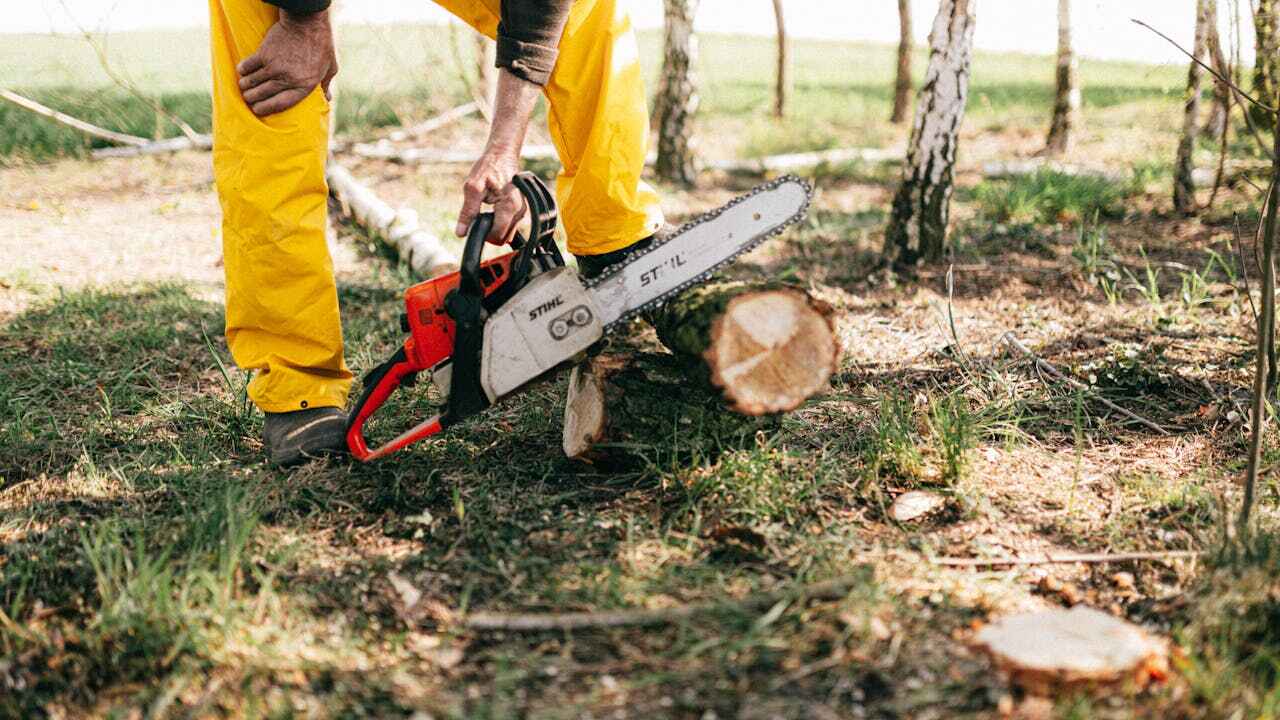 Best Residential Tree Removal  in USA